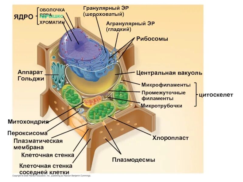 Имеет плотную клеточную стенку