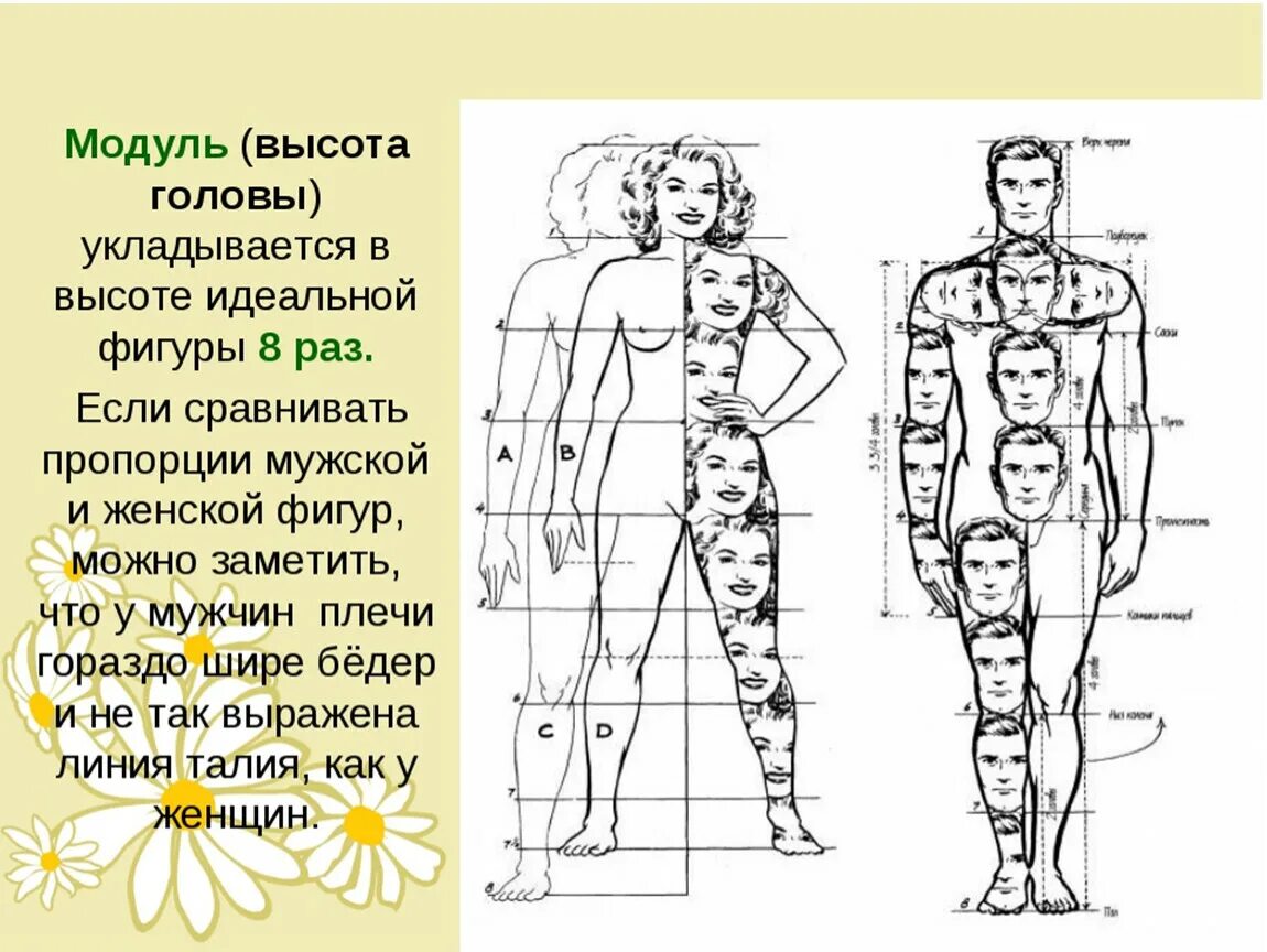 Тело насколько. Соотношение головы и Теда. Пропорции человека. Пропорции человека для рисования. Пропорции тела человека в головах.