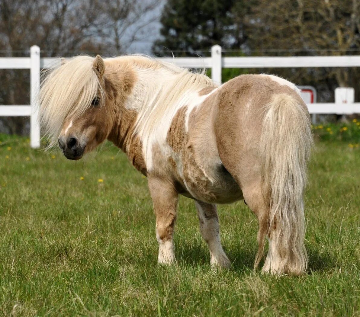 Карликовая лошадка фалабелла. Лошади породы фалабелла. Хорсе фат horse fat. Пони породы фелл. Шайр английский тяжеловоз.