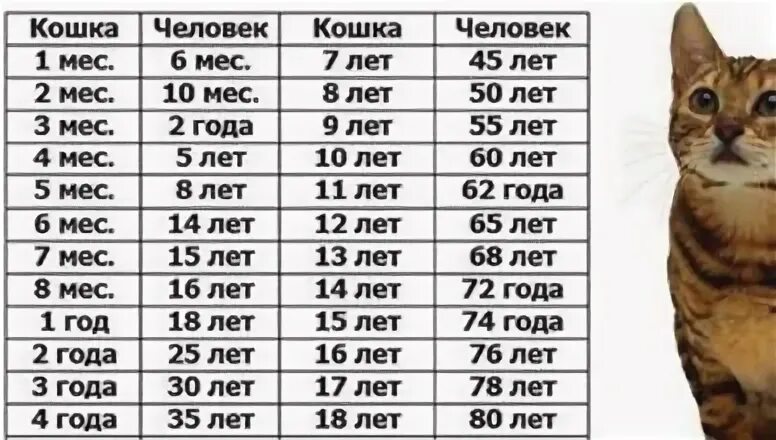 Кошачий Возраст по человеческим меркам 10 лет таблица. Сколько лет кошке по человеческим меркам. Кошачий Возраст на человеческий таблица. Возраст кошки по кошачьим меркам таблица. 6 месяцев кошке сколько