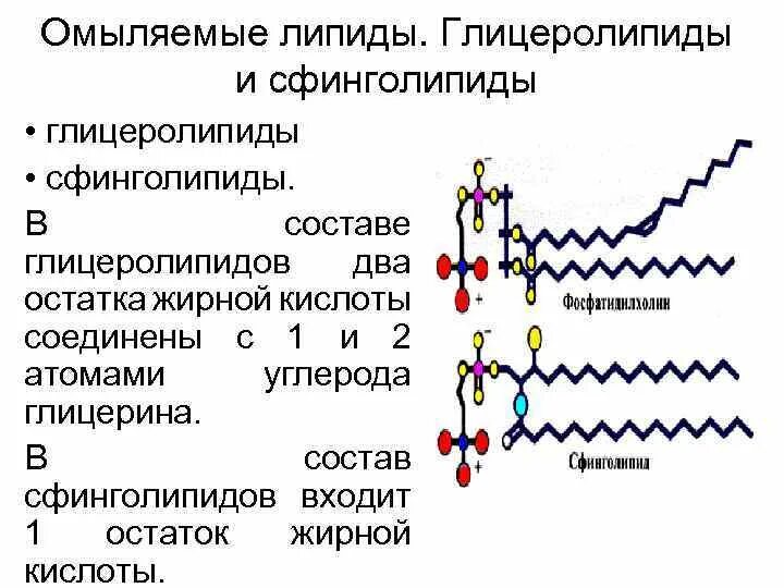 Липида отзывы. Химическое строение липидов. Структурная классификация липидов. Химический элементный состав липидов. Сфинголипиды функции.