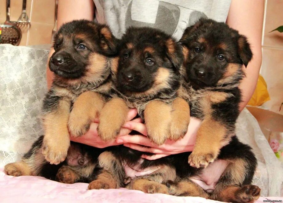 Щенок подросток немецкой овчарки. Кличка для щенка девочки немецкой овчарки. Мальчик немецкая овчарка кутенок. Как назвать щенка овчарку. Чистокровная немецкая овчарка.