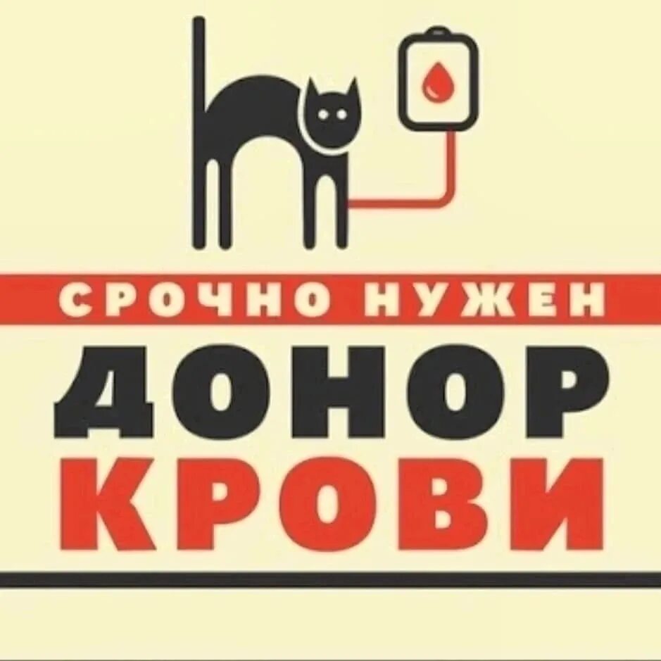 Кошка донор крови. Нужен донор для кошки. Срочно нужен донор. Нужен донор для собаки.