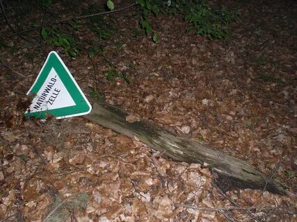 Protect forest