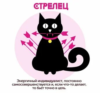 Кот стрелец