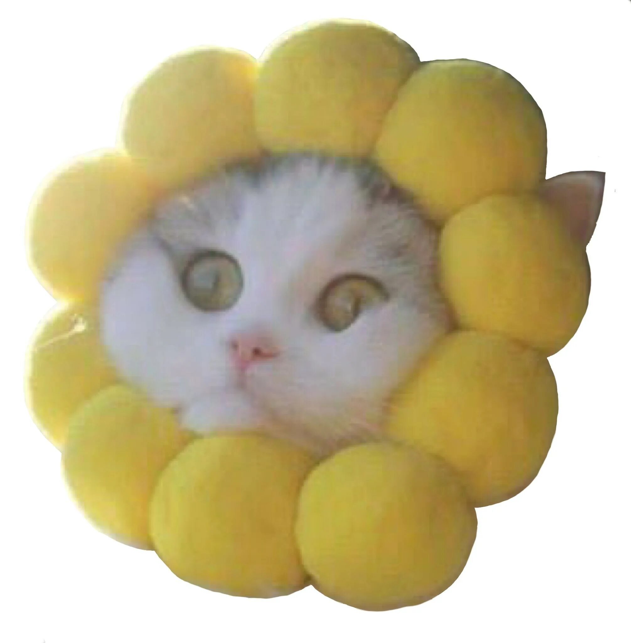 Кот солнышко. Котики смешные. котик на солнышке. противное солнышко. милый котик солнышко.