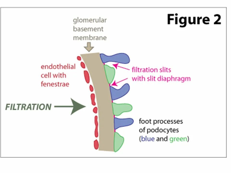Membrane перевод. Glomerular filtration barrier. membrane filtration. filtration membrane kidney. the structure of the basement membrane.