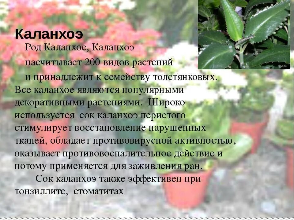 Каланхоэ лечебное перистое. Каланхоэ лечебное растение. Каланхоэ лечебное листики. Каланхоэ растение свойства. Каланхоэ растение свойства.