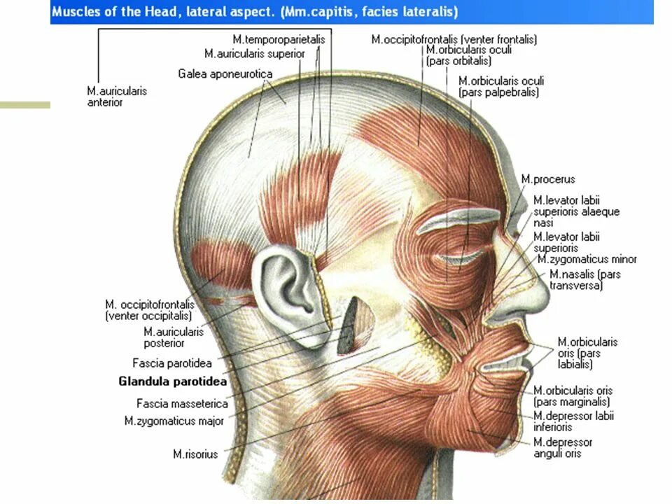 Лицо часть головы человека. Мышцы черепа человека. Части головы человека названия. Название частей головы.