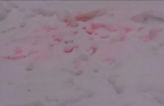 Розовый снег собаки. Розовый снег догхантеры. Розовый снег отрава для собак. Отрава для собак натснегу.