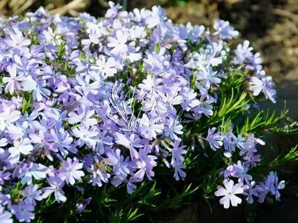 Флокс emerald cushion blue