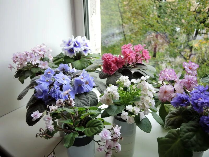 фиалки на подоконнике. шапочное цветение фиалок. детки фиалок. фиалка в горшке. цветоводы фиалок.