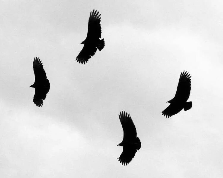 Стая ворон в согласование. Стая ворон. Стая ворон. Стая ворон в согласование. Вороны стая.