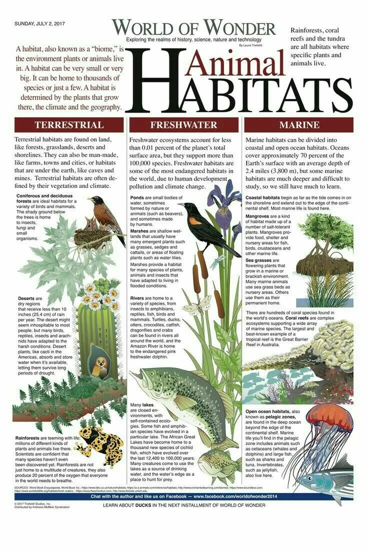 Types of habitats. Types of habitats. The natural habitats of many species. Natural habitat. The natural habitats of many species.