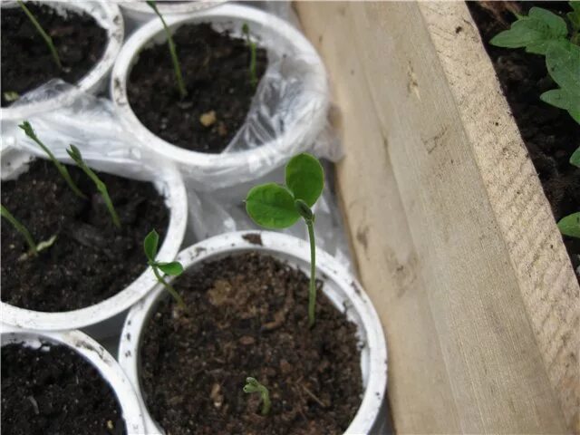 горошек рассадой из семян. душистый горошек рассада. горошек рассада. всходы душистого горошка. пикируем душистый горошек.