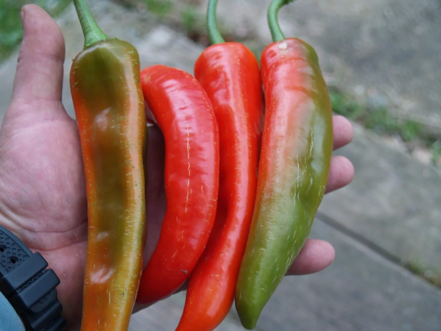 Название самого острого перца. Горький перец мясистый сорт. Перец слабоострый сорта. Острый перец Piluca. Перец слабоострый семена.