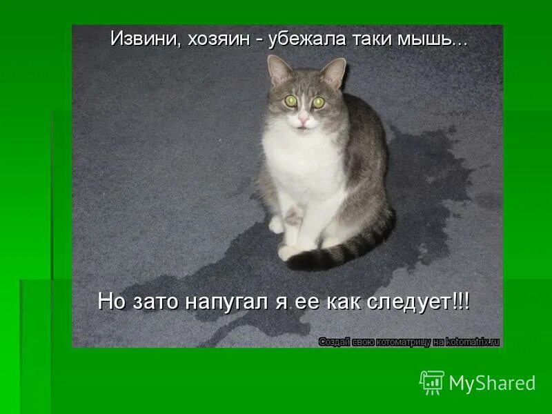 кот хочет в туалет. смешной кот с подписью. котенок описался. девиз котов. котенок описался.