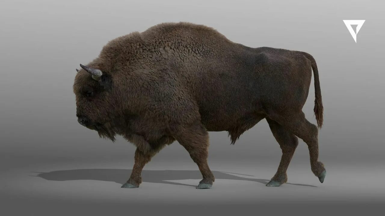 Зубр м3 20. Bison antiquus. 3д модель зубры. зубр против бизона. три зубра.