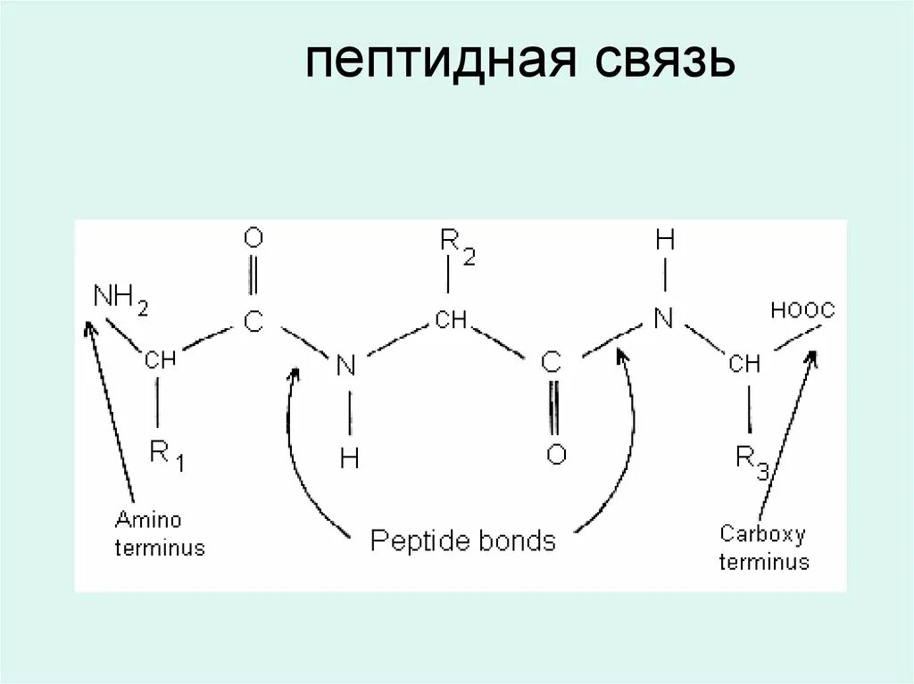 Пептидные связи есть в. Общая формула пептидов. Пептидная связь. Строение пептидной связи. Построение пептидной связи.