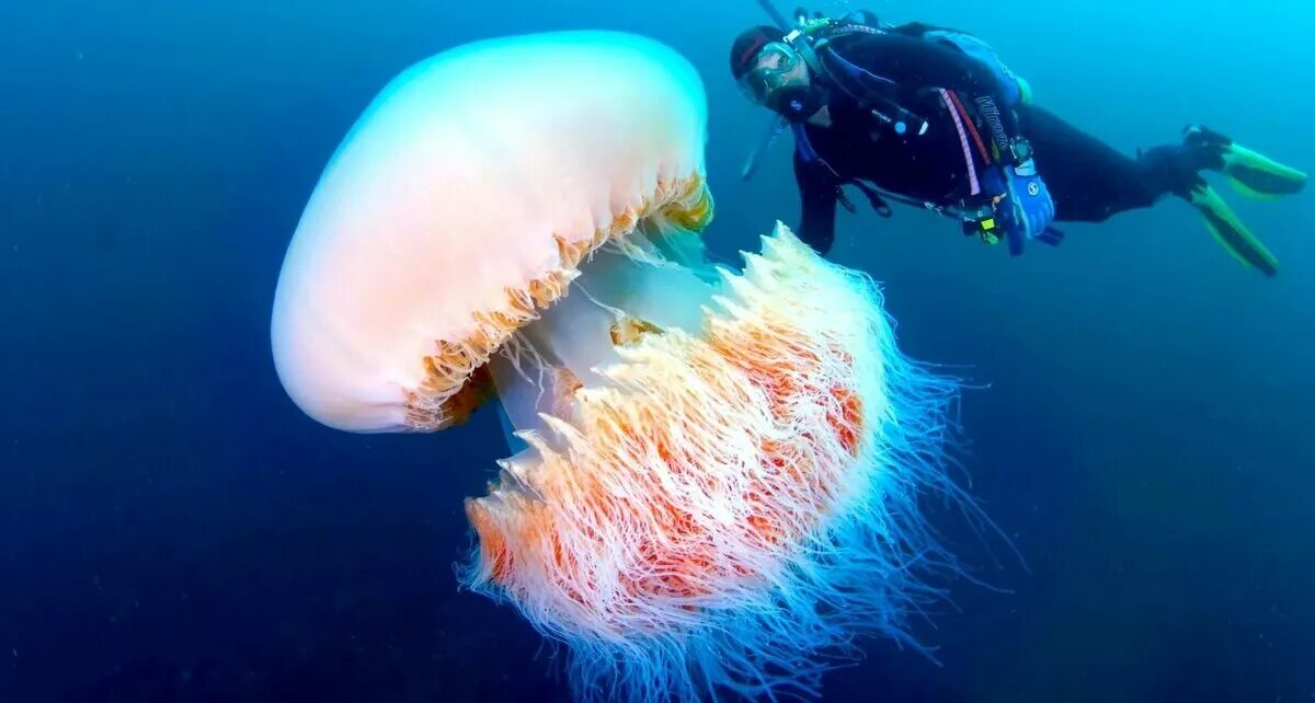 Номура. Арктическая медуза цианея. Арктическая гигантская медуза цианея. Полярная медуза цианея.