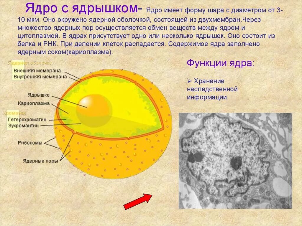 Какую форму имеет ядро. Диаметр ядра клетки. диаметр ядра эукариотической клетки. ядро и ядрышко. поры в ядерной оболочке функции.