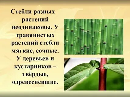 Какое значение в жизни растений имеет стебель