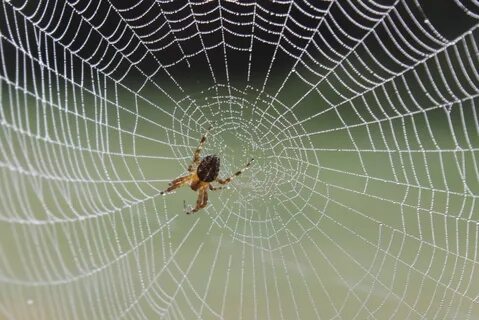 En lo que va del año, la Secretaría de Salud en Durango ha atendido a 182 p...