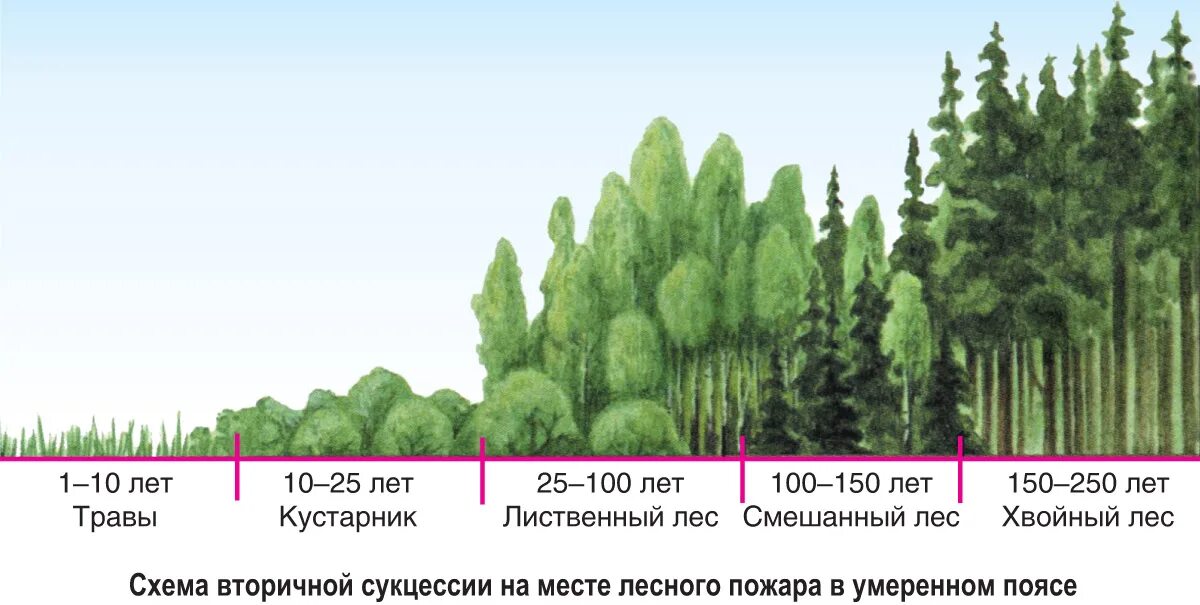 Восстановление елового леса после пожара. Динамика экосистем сукцессия. Сукцессия смешанного леса. Вторичная сукцессия рисунок. Схема смены вторичной сукцессии.