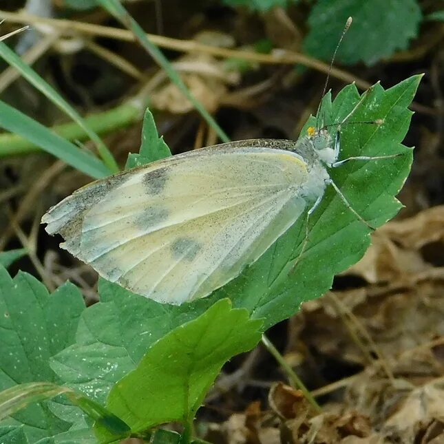 Белянка капустная класс отряд. Капустница Белянка. Капустница (Pieris brassicae). Белянка Альпийская бабочка. Белянка Барбарисовая бабочка.