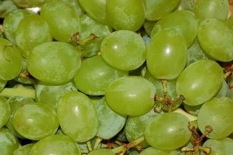 Калорийность винограда кишмиш зеленого