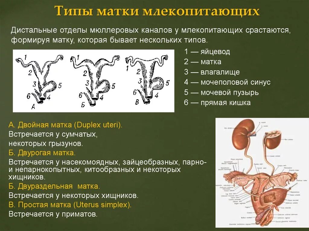 Женский половой орган млекопитающих. Двураздельная матка и двурогая. Типы маток у животных. Строение матки животных. Типы маток у млекопитающих.