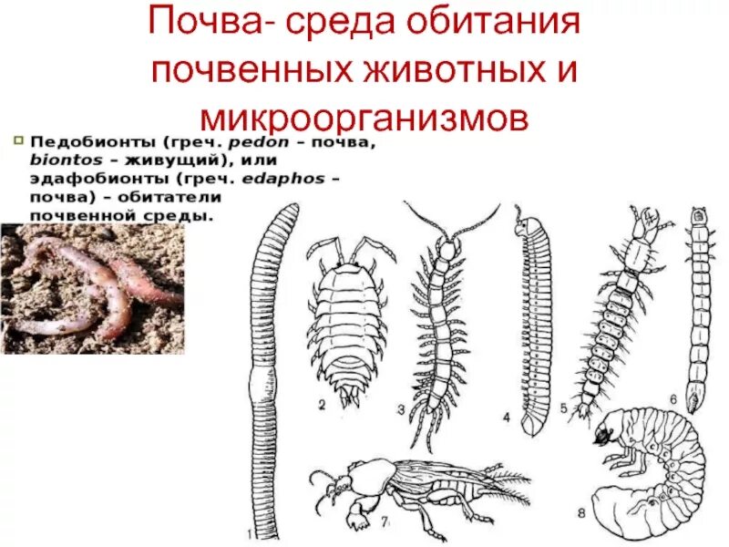 Почвенные животные названия. Обитатели почвенной среды обитания. Почвенная среда обитания животных. Почва как среда обитания. Почвенная сфера обитания.