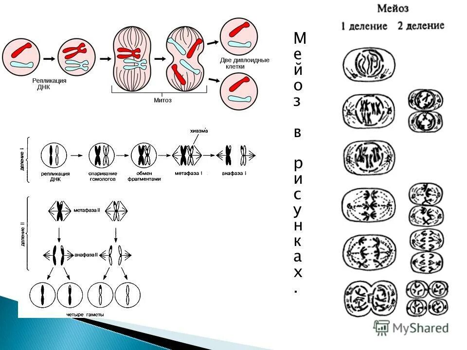 Митоз и мейоз цикл