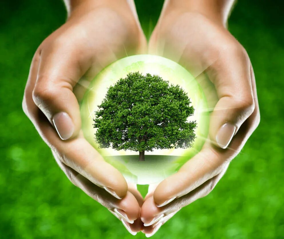 Дерево в руках. Защита природы. Сохранение природы. Любовь к природе. Сотрудничество человека и природы