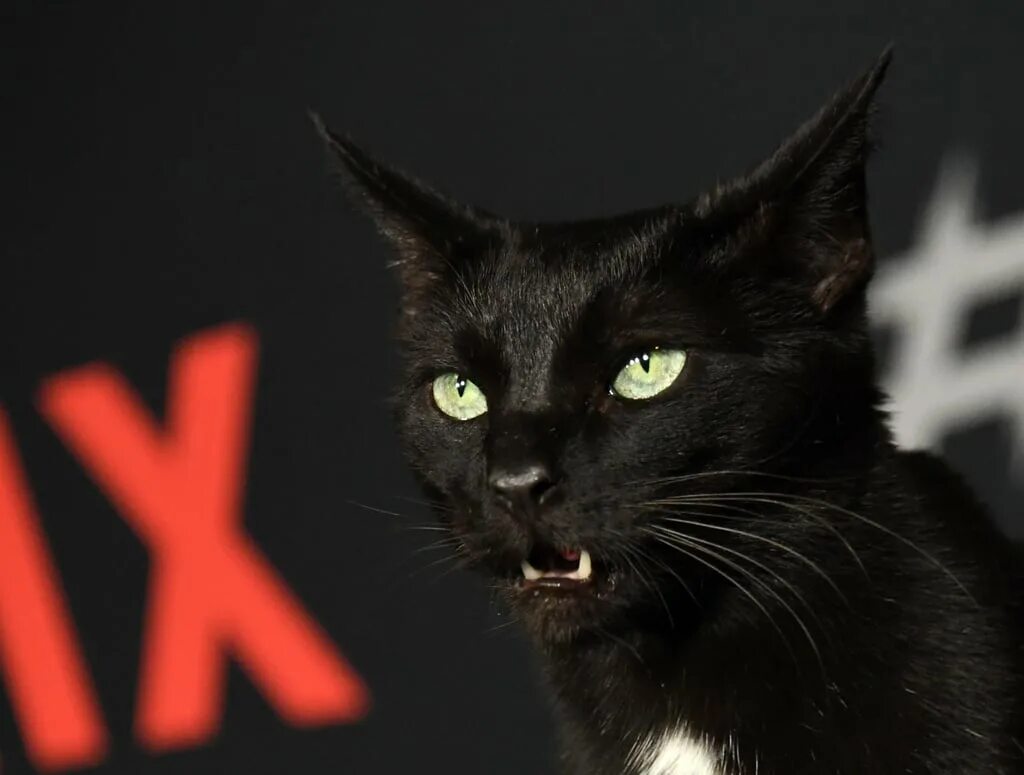 Котик нетфликс