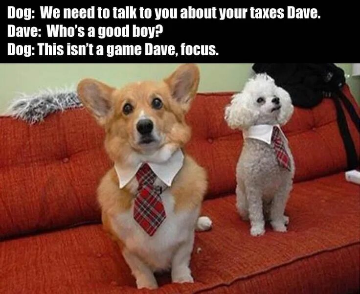 What is a good boy. Good boy собака. good boy dog meme. dave dog.