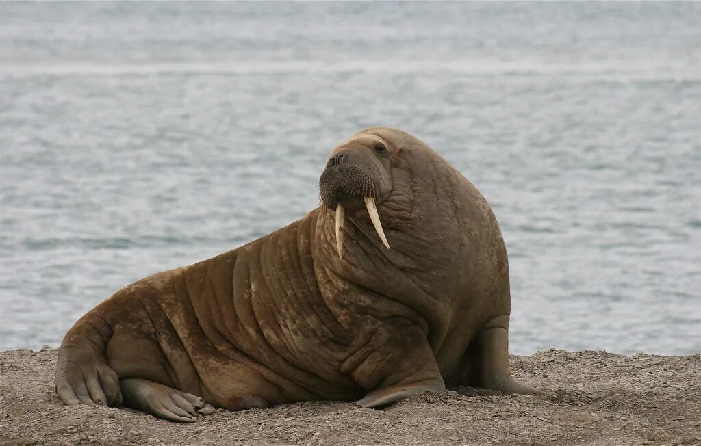 Звук моржа. Odobenus rosmarus. Морж Келич. Морж Odobenus rosmarus Linnaeus, 1758.