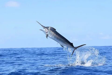Marlin марлин
