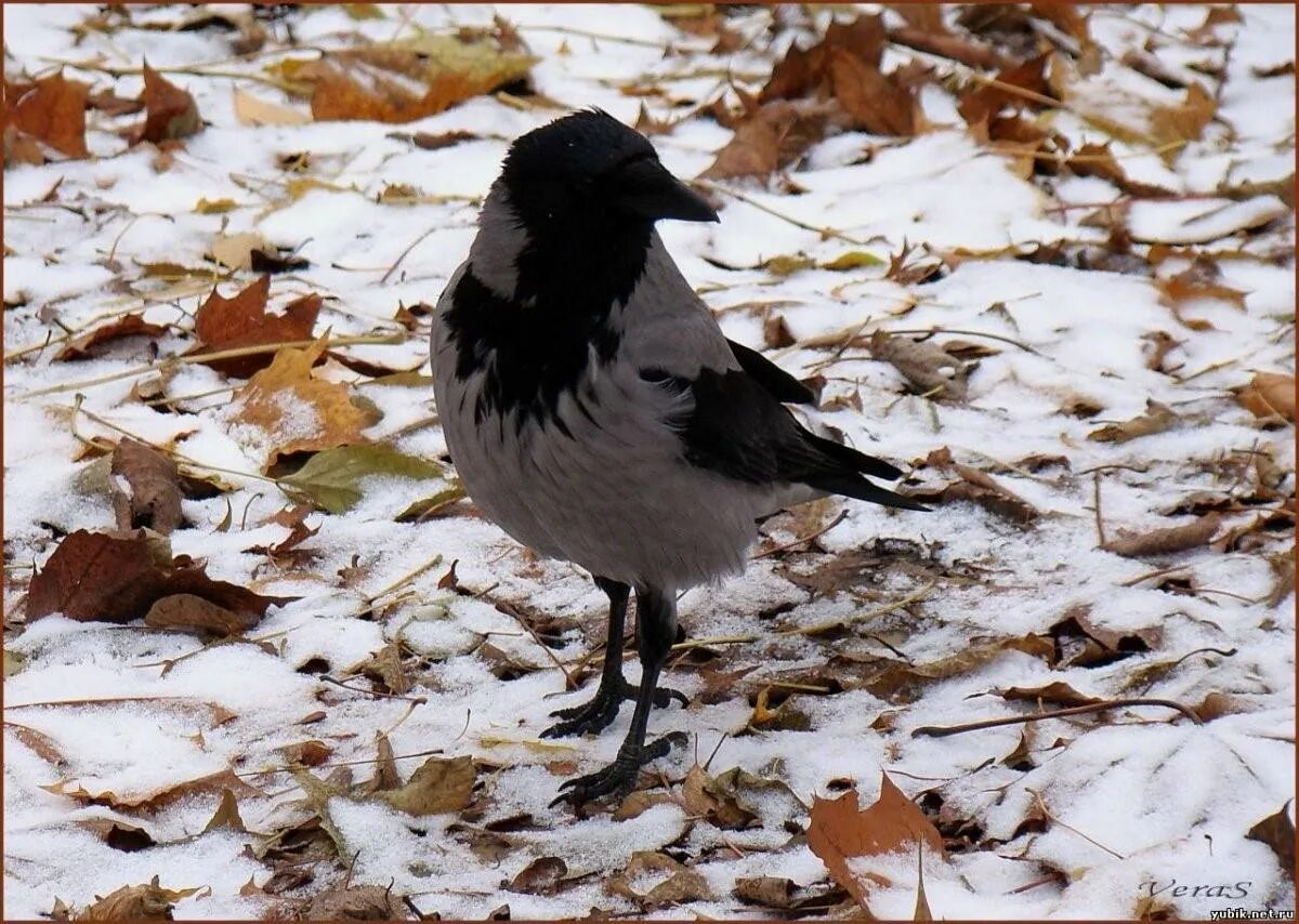 Зимующие серая ворона. Серая ворона зимой. Зимующие птицы ворона. Ворона в зимнем лесу. Жила ворона в заколоченном на зиму