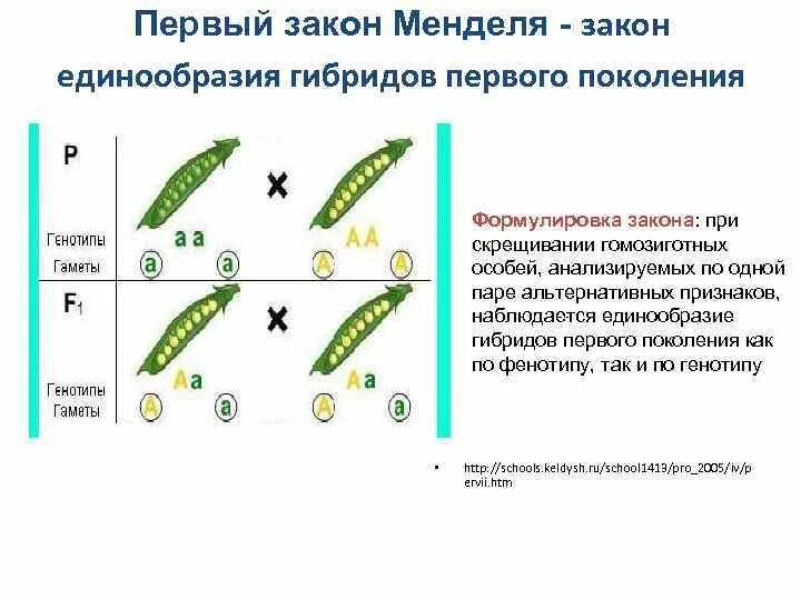 Закон единообразия 1 закон Менделя. Первый закон Менделя - закон единообразия. Первы Бакон Менделя закон единно образия первого поколения гибридов. Закон единообразия гибридов первого поколения формулировка. Чистая линия закон менделя