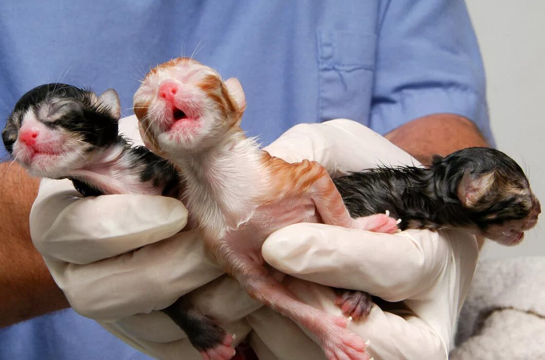 Как выглядит котенок после рождения a bunch of adorable newborn kittensTap the link to check out great cat products
