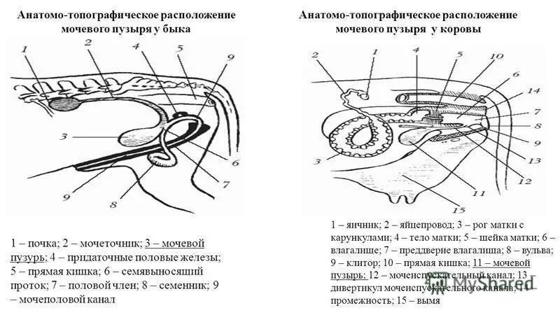 Задняя поверхность мочевого пузыря у мужчин прилежит. Мочевая система животных анатомия. Мочевой пузырь топография строение. Строение мочевого пузыря коровы. Топография выделительная система коровы.