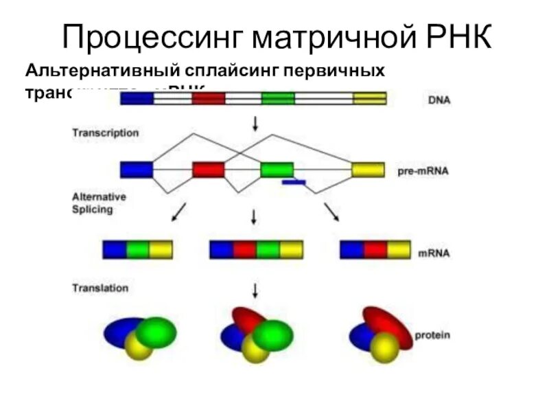 Альтернативный сплайсинг пре-МРНК характеризуется. Сплайсинг эукариот и альтернативный сплайсинг. Варианты сплайсинга РНК. Сплайсинг первичных транскриптов МРНК.