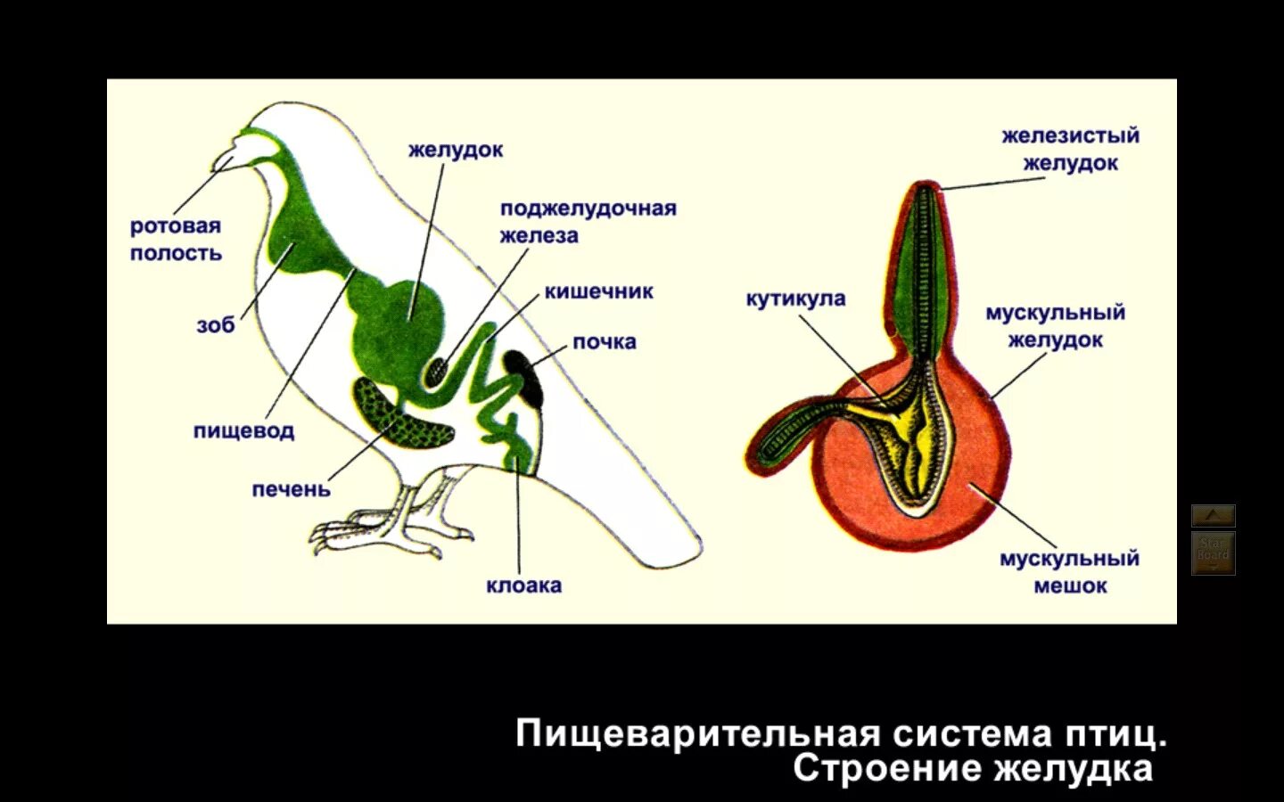 Желудок птиц имеет