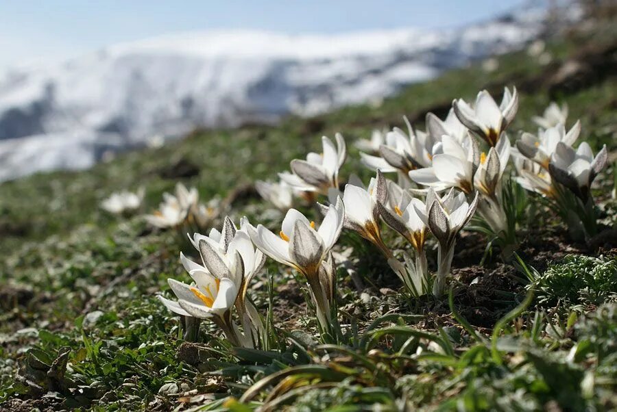 Подснежники Заилийский Алатау. Подснежник Тянь Шаня. Шафран алатавский (Crocus alatavicus). Горные подснежники Киргизии.