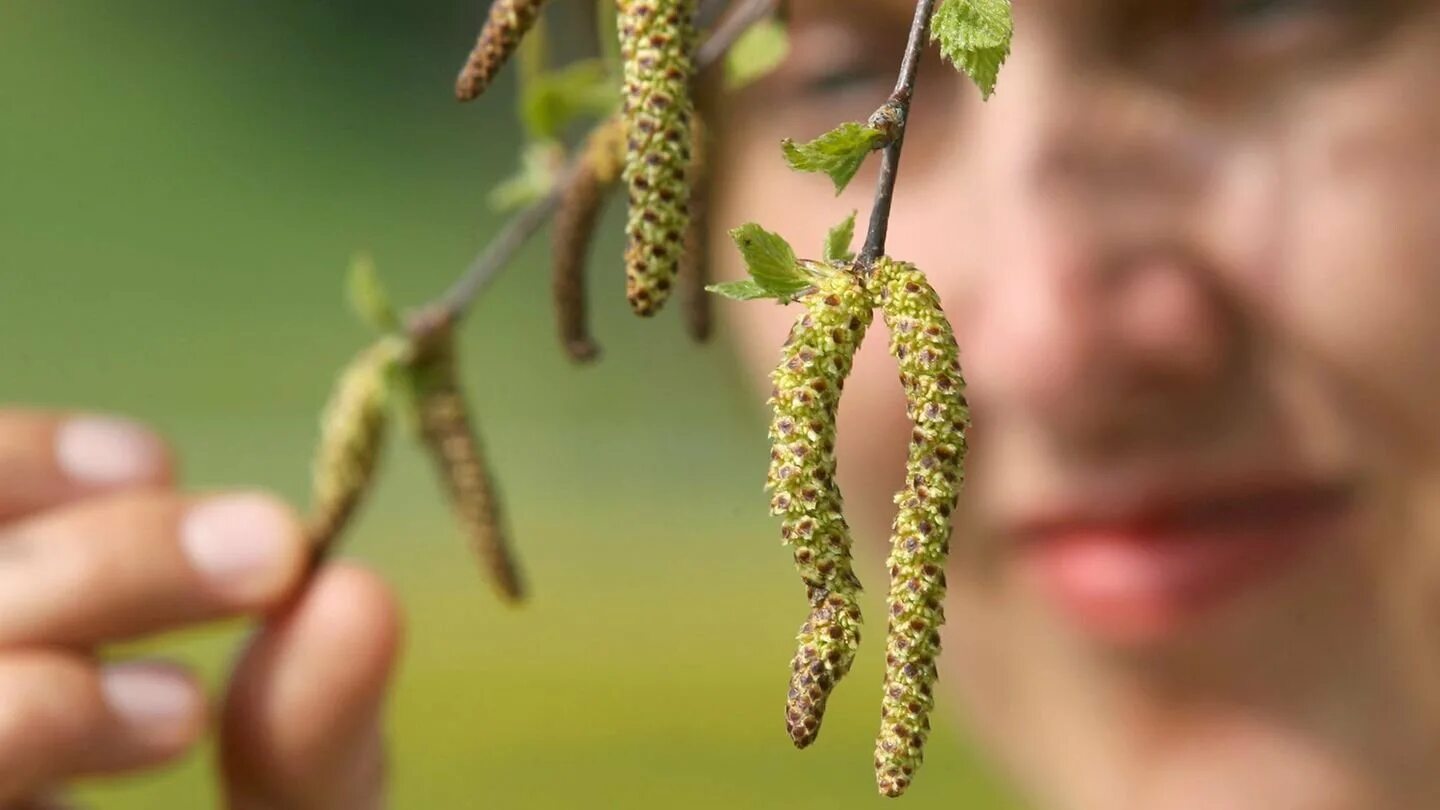 березовая сережка пыльца. береза ветроопыляемое растение. пыление тополя. пыльца березы. берёза семена пыльца.