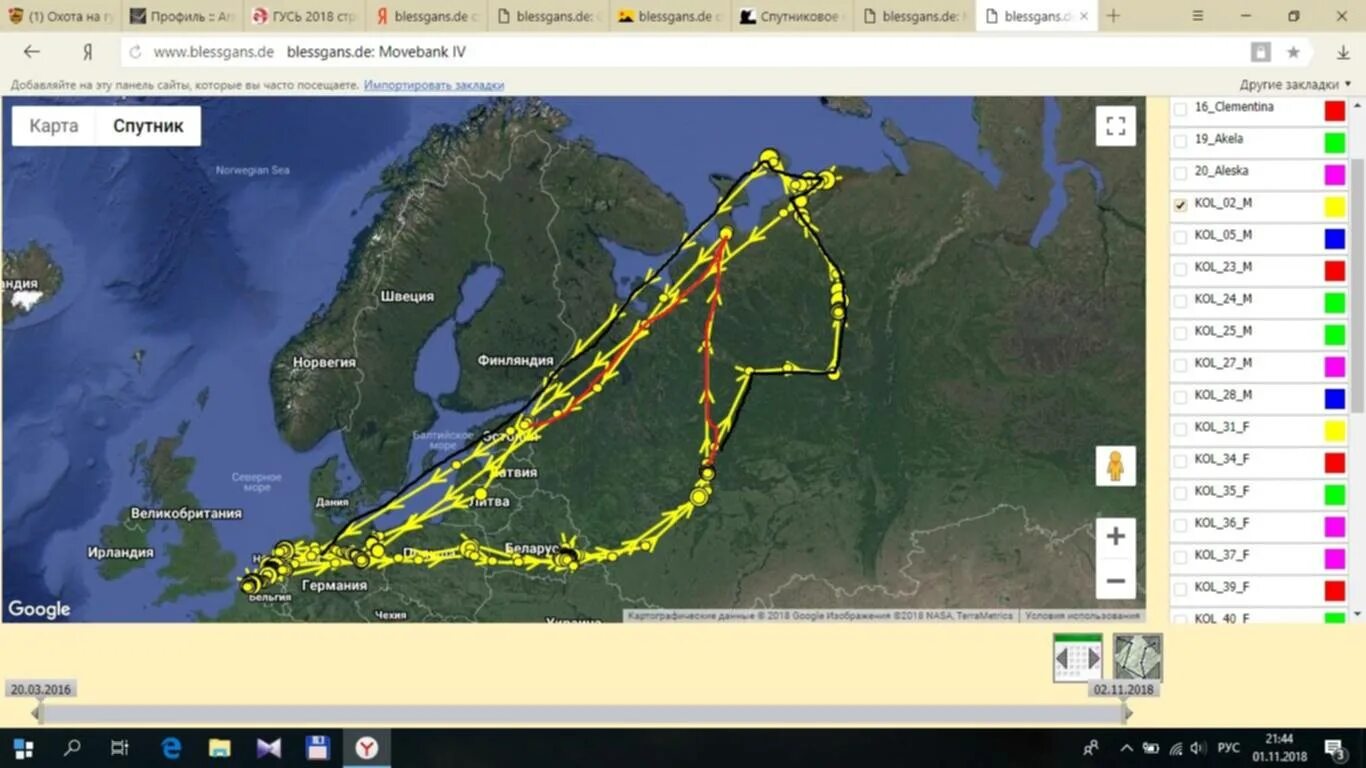 Пролет гуся. Карта миграции гусей в России. Пути миграции гусей на карте России. Пути миграции гусей в России. Маршруты миграции гусей в России.