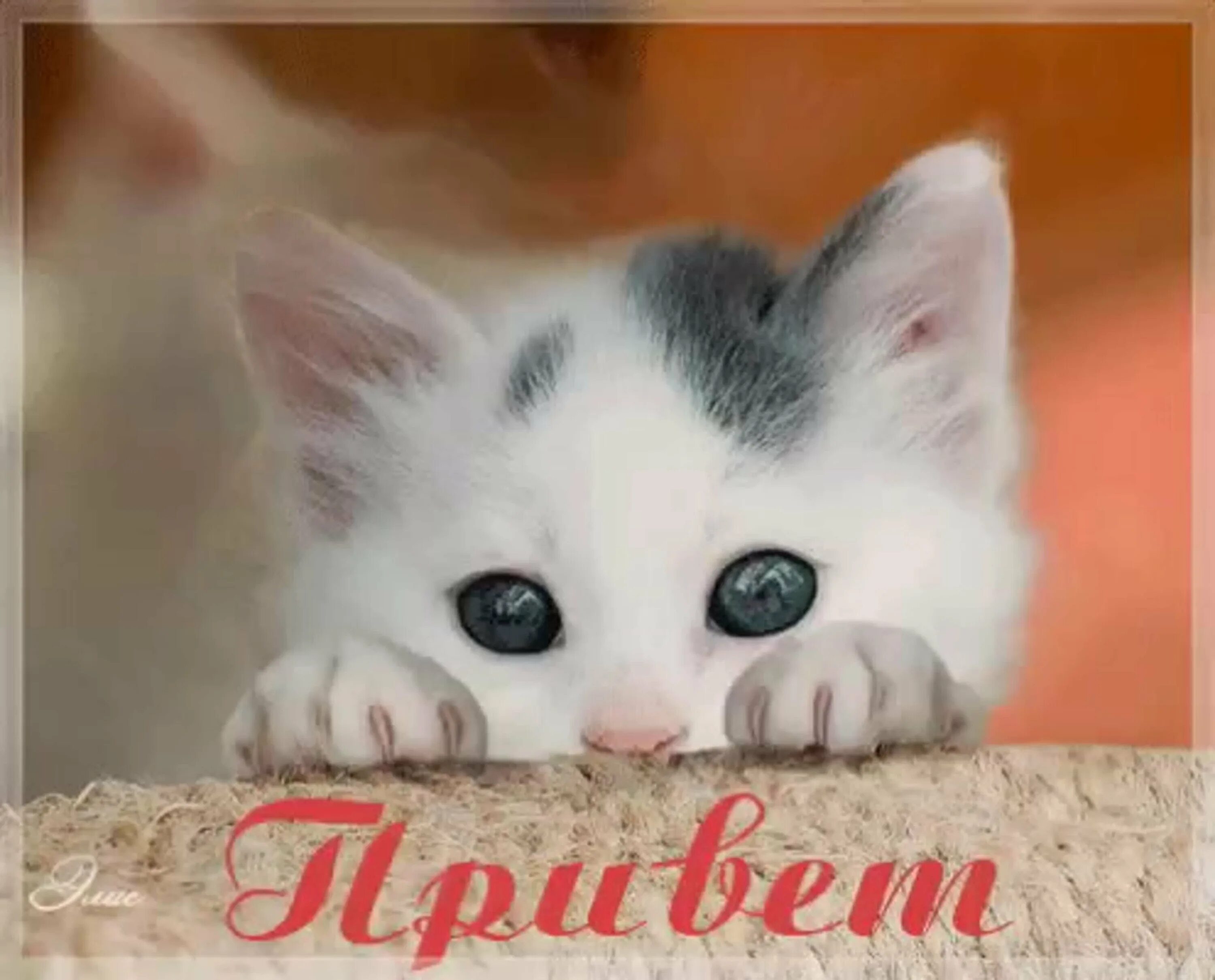 Открытки привет. Приветик котик. Приветик милый. Скучающий котенок. Приветик я хочу