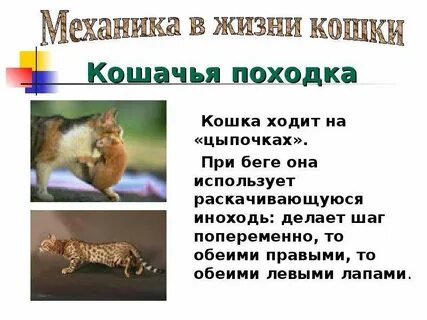 Кошки в жизни человека проект