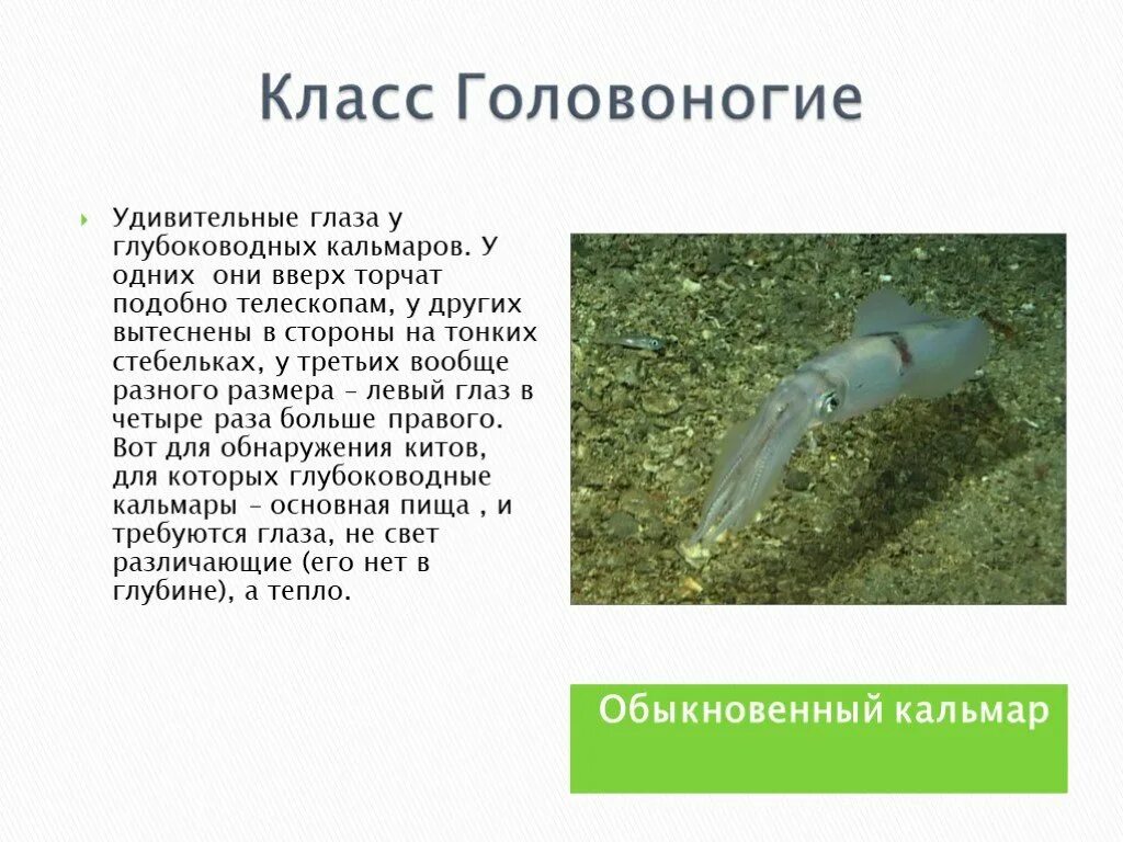 Значение головоногих. Значение головоногих в природе. значение головоногих в жизни человека. значение головоногих моллюсков в природе. кальмар роль в природе.